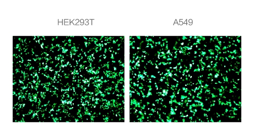 在HEK293T细胞和A549细胞模型上，可检测到显著的eGFP绿色荧光蛋白表达