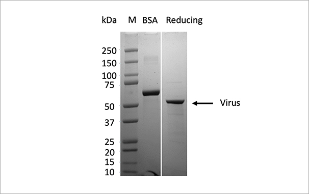 昆虫-杆状病毒系统中成功表达Virus蛋白，纯度90%，表达量30mg/L