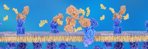 多次跨膜蛋白靶点的抗体制备新策略：mRNA免疫技术